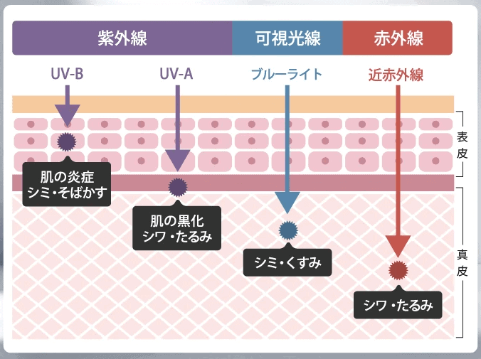 画像に alt 属性が指定されていません。ファイル名: %E3%83%B4%E3%82%A3%E3%82%AA%E3%83%86%E3%83%A9%E3%82%B9C%E3%82%BB%E3%83%A9%E3%83%A0-2.png